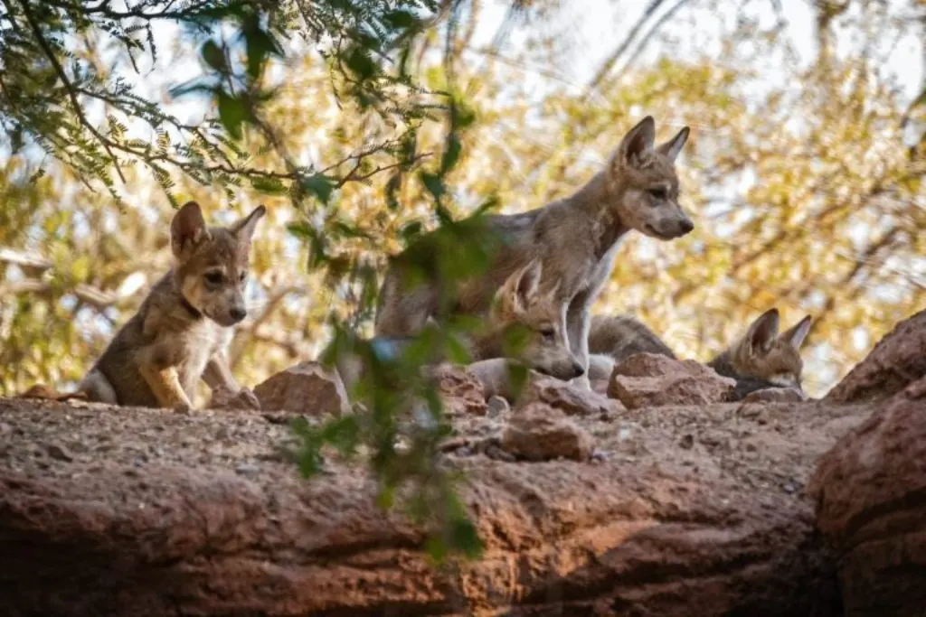 Scam or Revolution? Discover the opinion on the BodyTime Wolf Program!