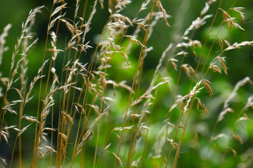 Gardening Experts reveal their Untold Secrets to you – Don’t miss this Revelation!